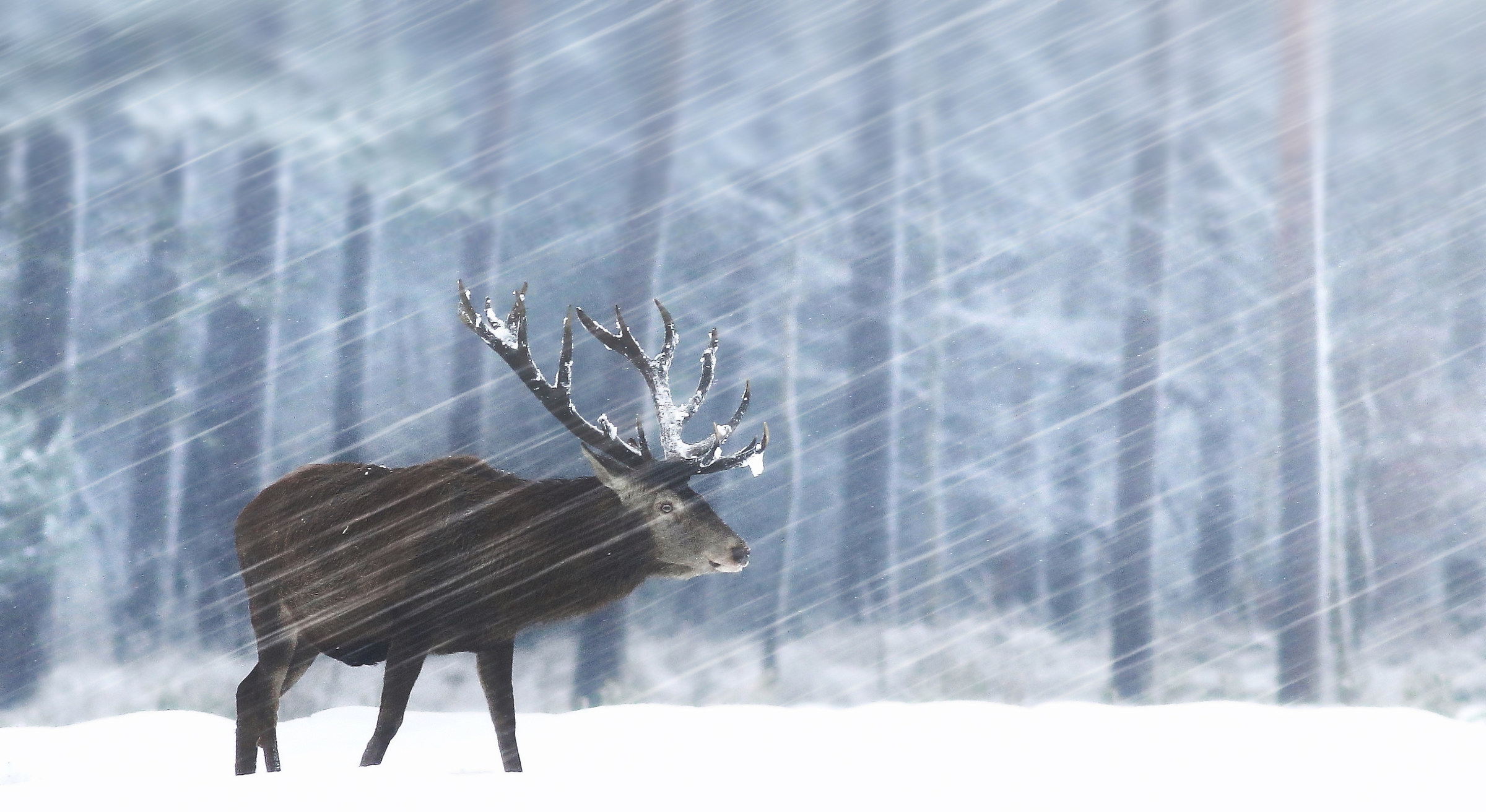 Deer in the Netherlands