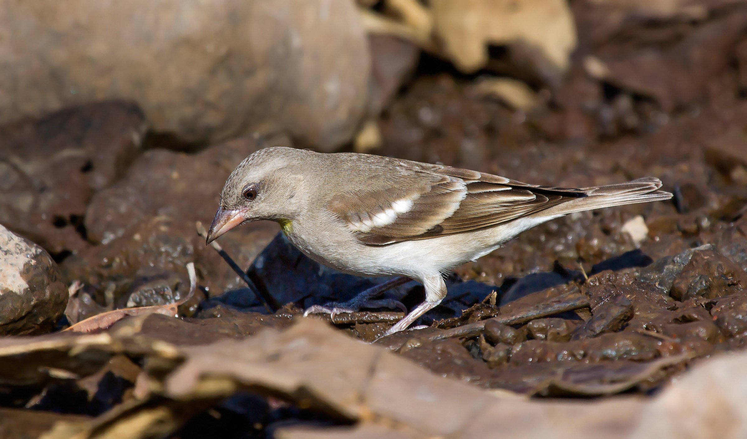 Spalla dalla gola gialla o spalla di castagno Petronia.m