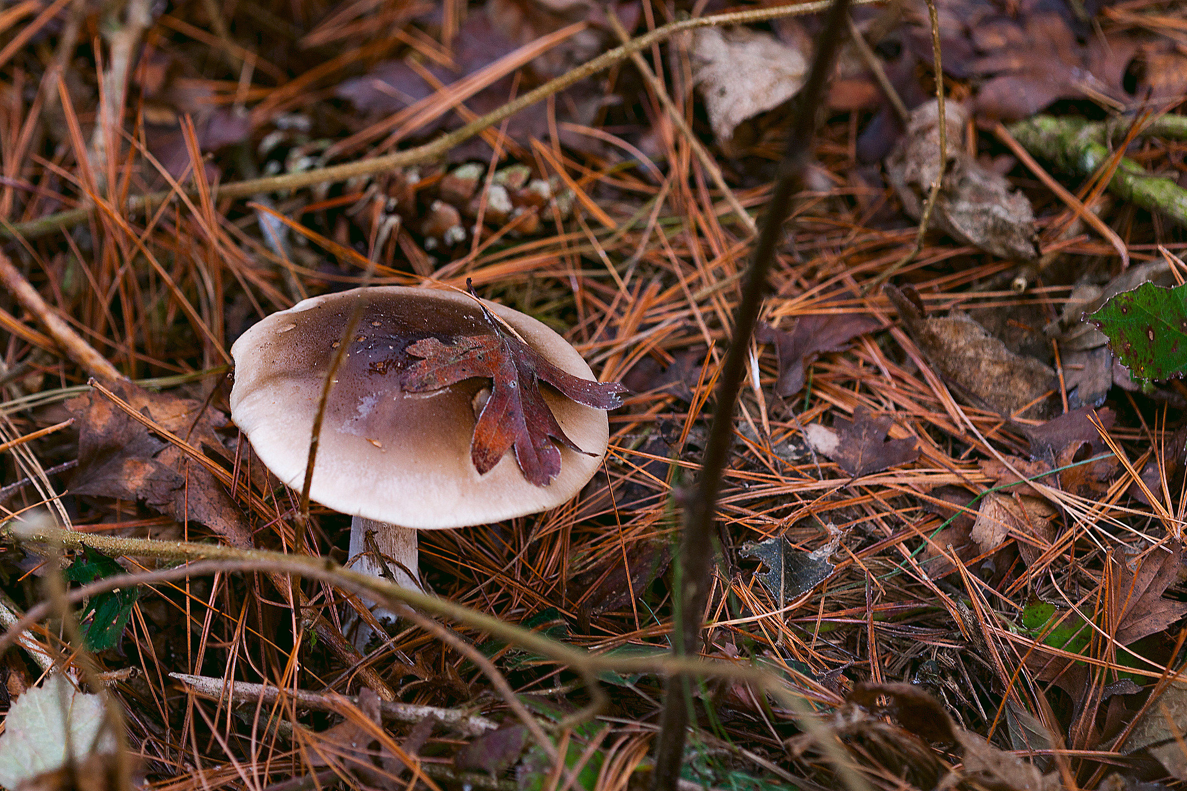 Aine funghetto trallallà