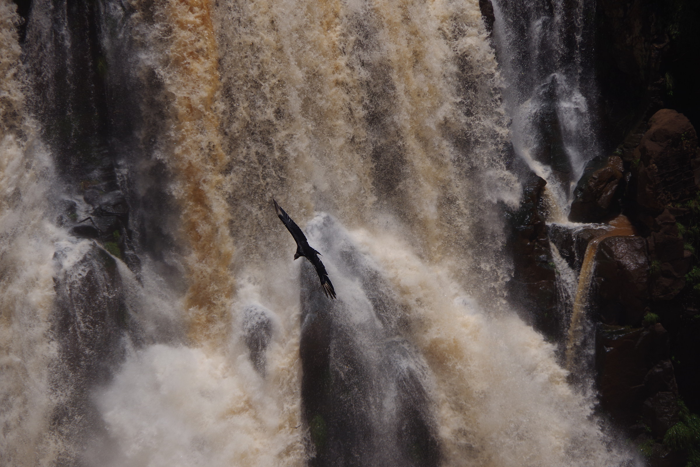 Avvoltoio alle cascate