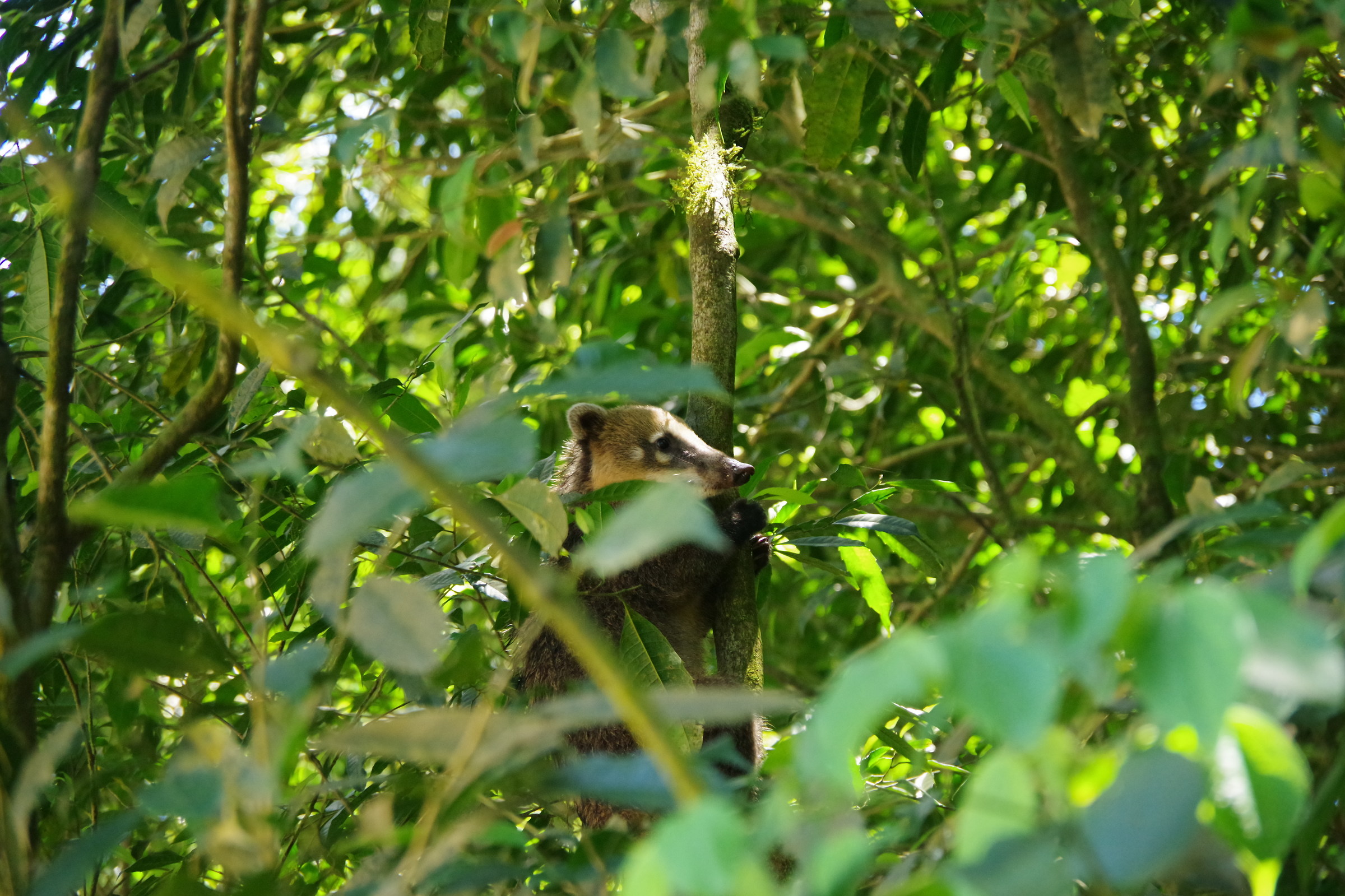Coato del Sudamerica alle cascate