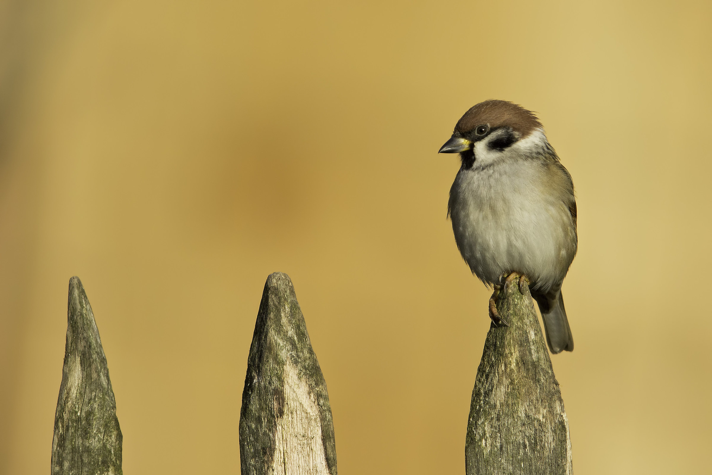 Passer montanus che si gode il mio giardino