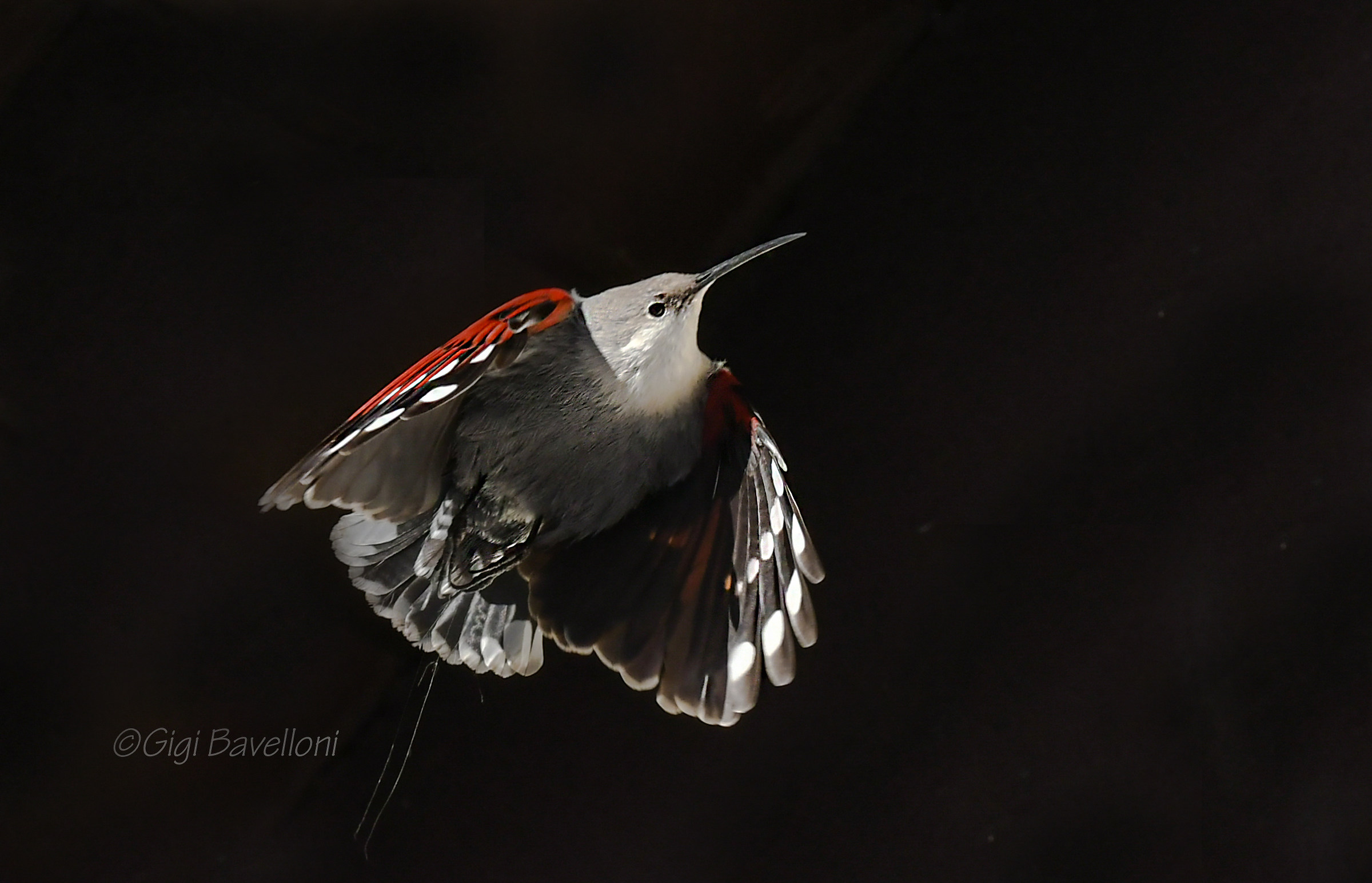 farfalla della roccia