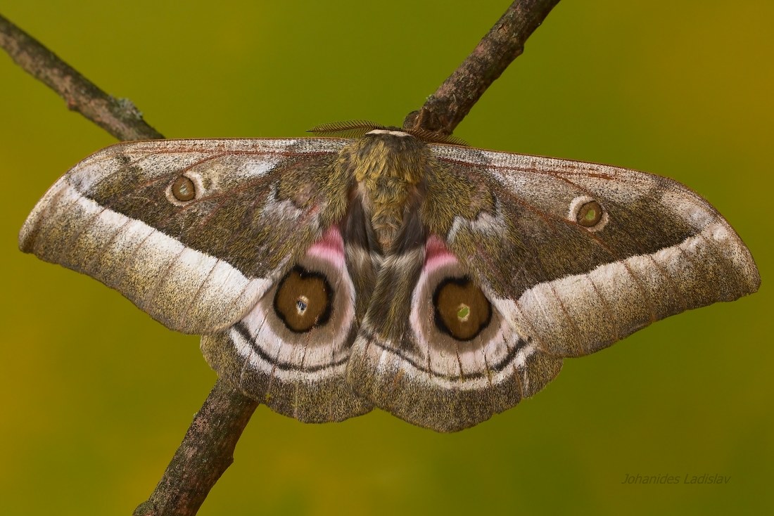 Gonimbrasia zambesina