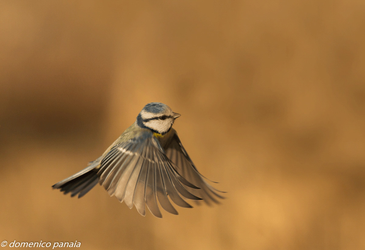cinciarella da sinistra