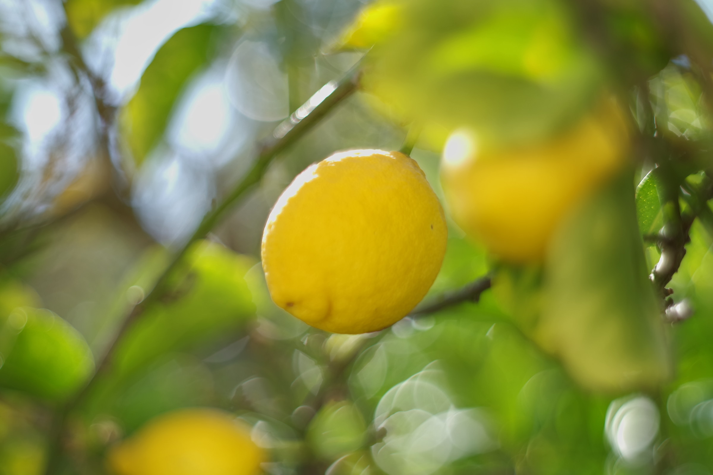 Perfumes and colors one