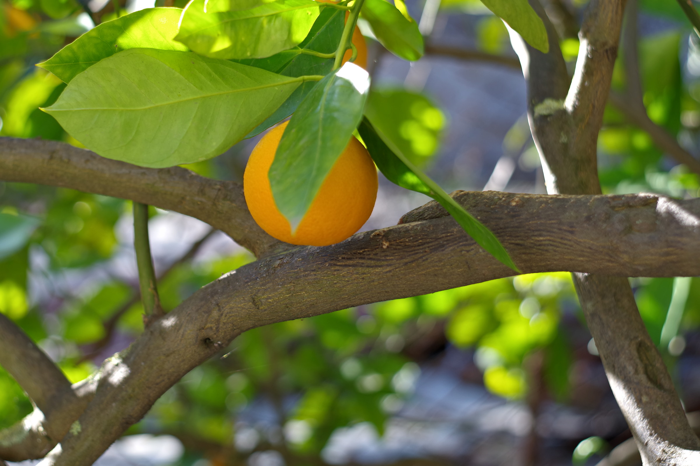 Perfumes and colors two