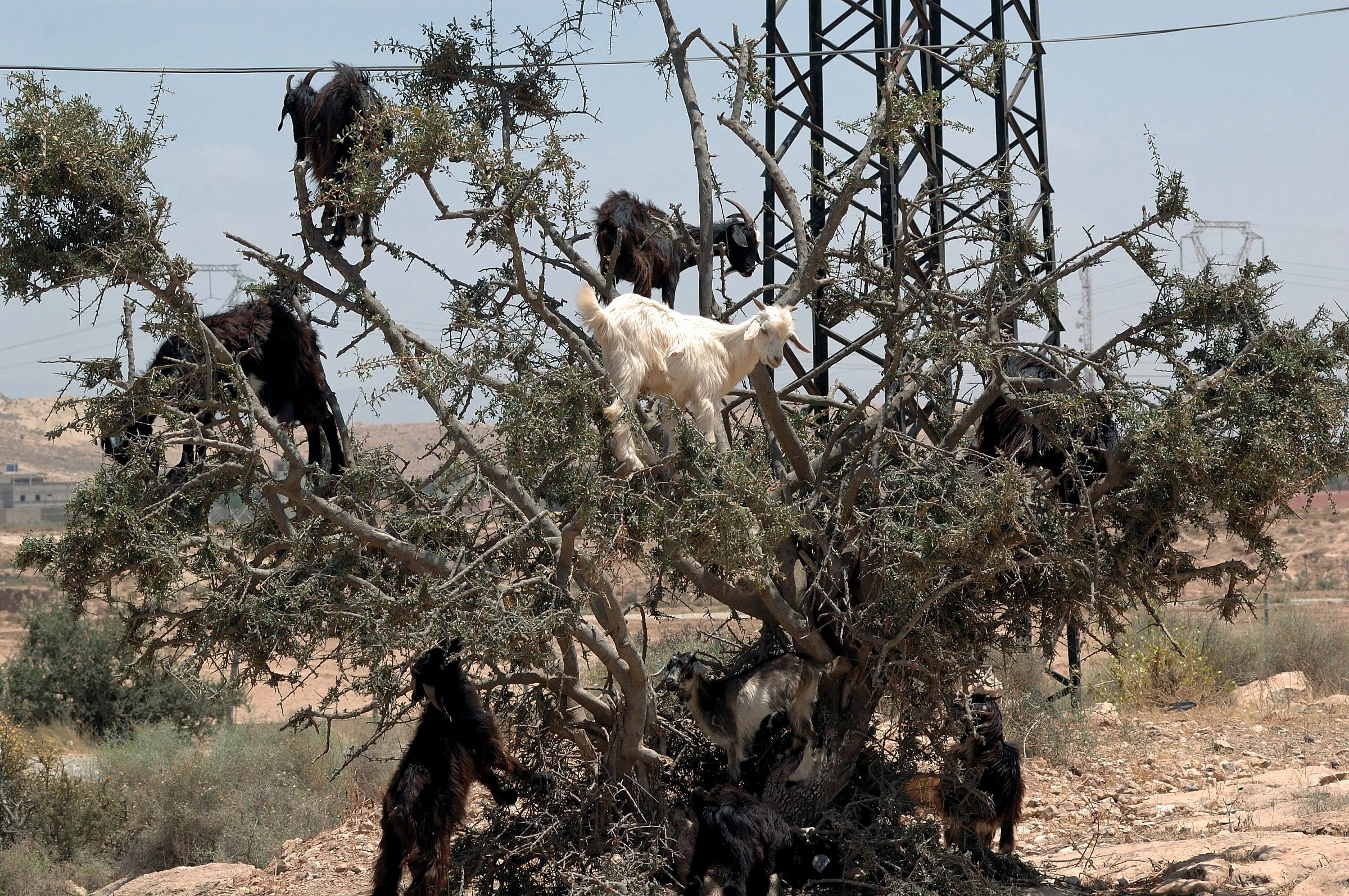 Marocco - caprette arrampicate su un albero di argan