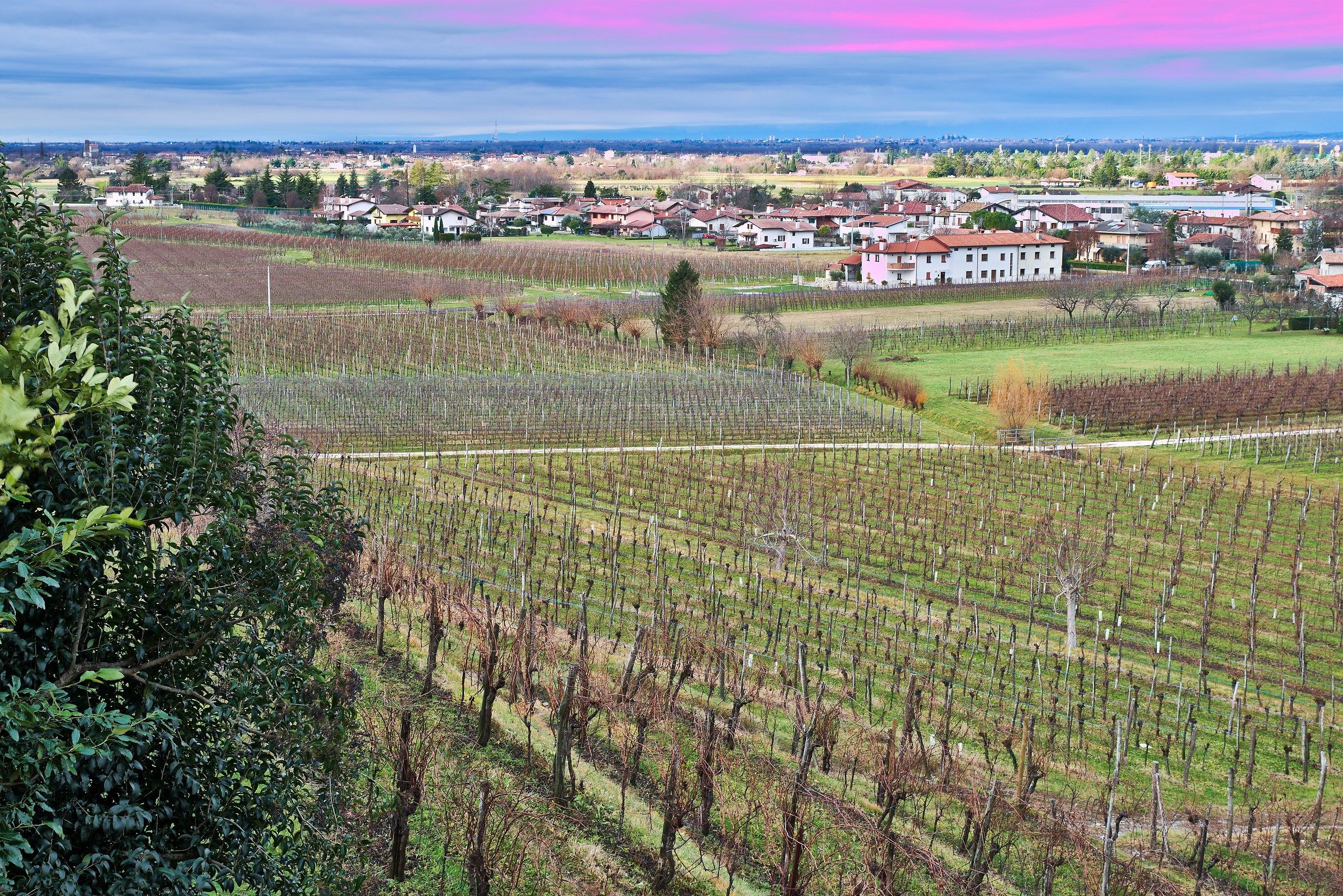Hills of Premariacco (province of Udine)