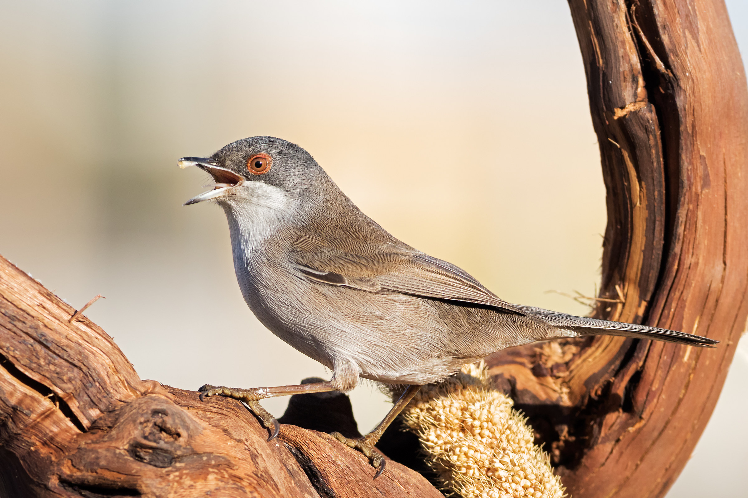 ... and the second Occhiocotto (female)