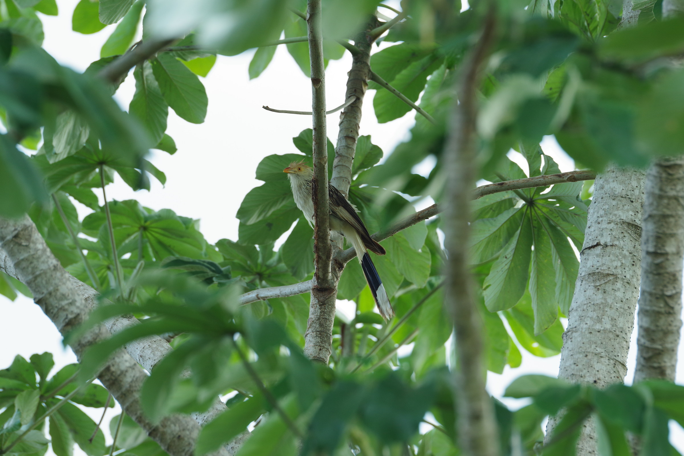 Cuculo Guira, Mato Grosso del Sul, Pantanal