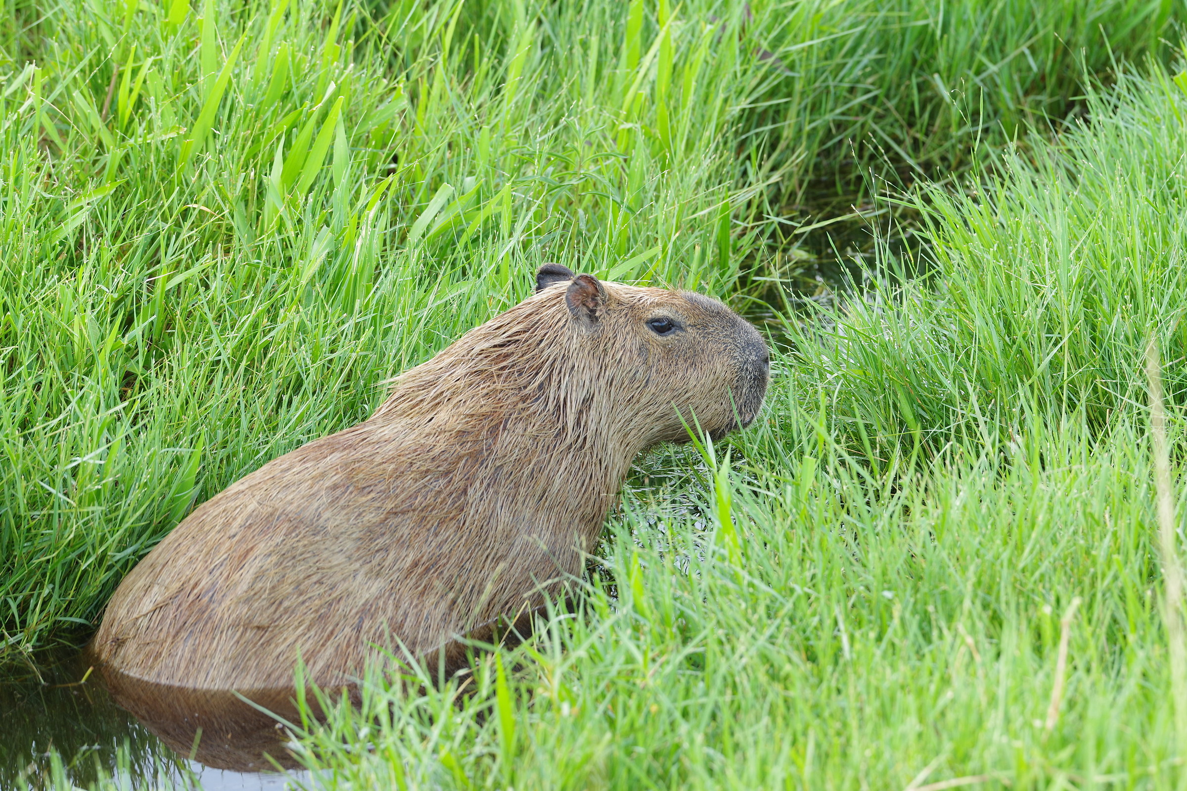 Capibara, Mato Grosso del Sul, Pantanal