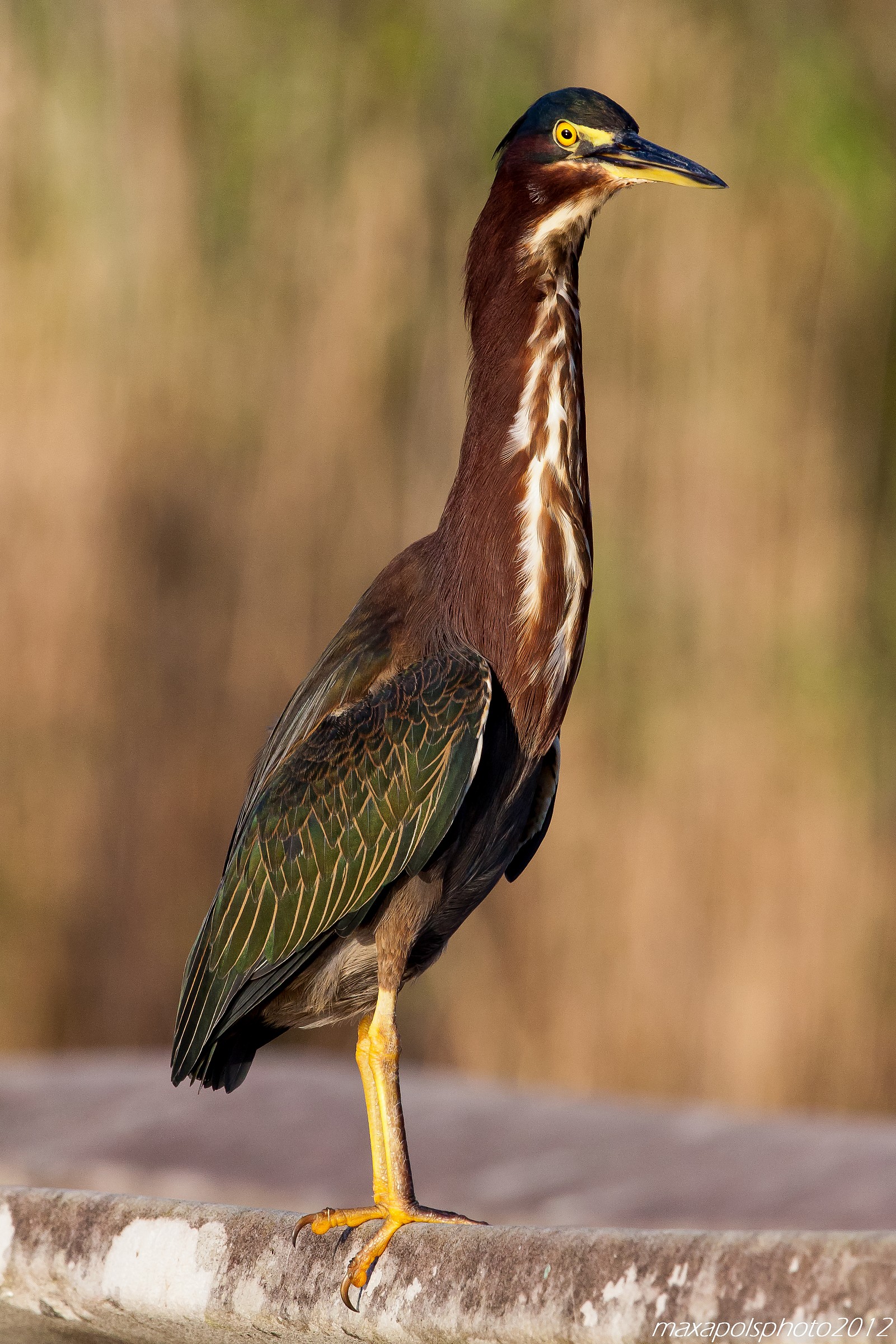 green heron