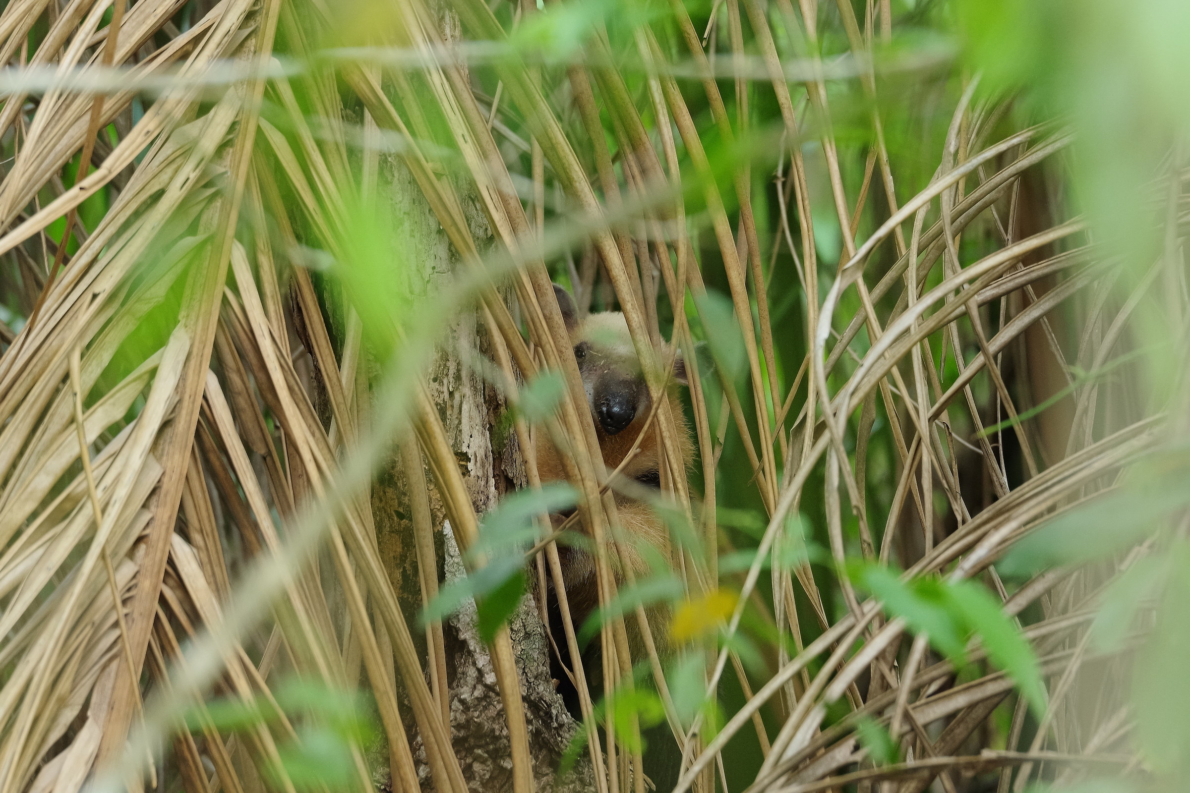 Formichiere, Mato Grosso del Sul, Pantanal