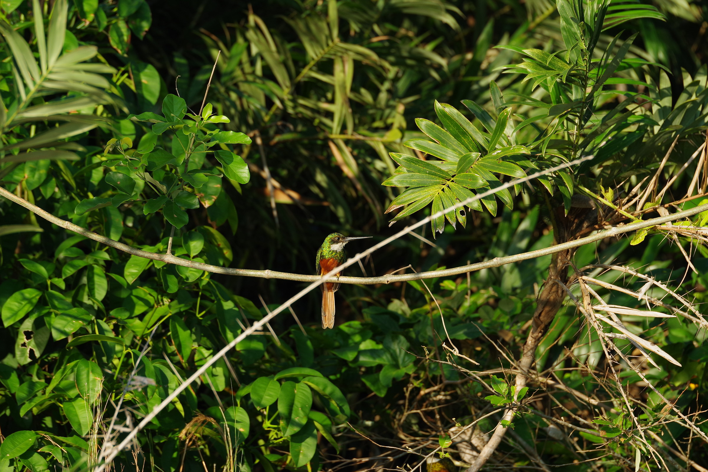 Jacamar, Mato Grosso del Sul, Pantanal