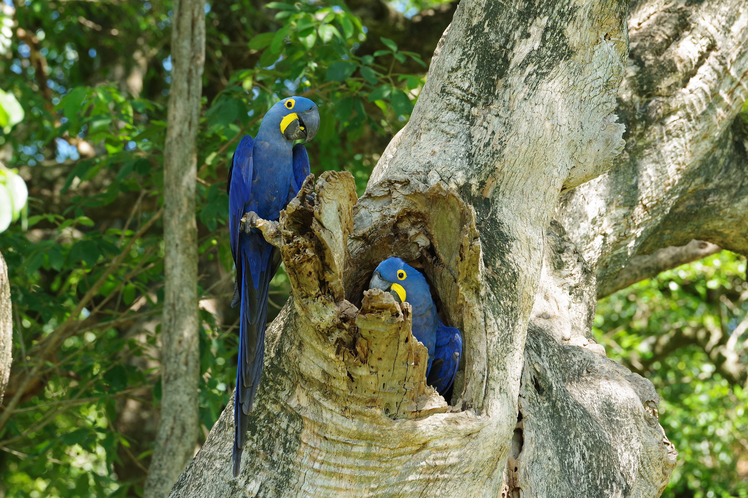 Ara Blu, Mato Grosso del Sul, Pantanal