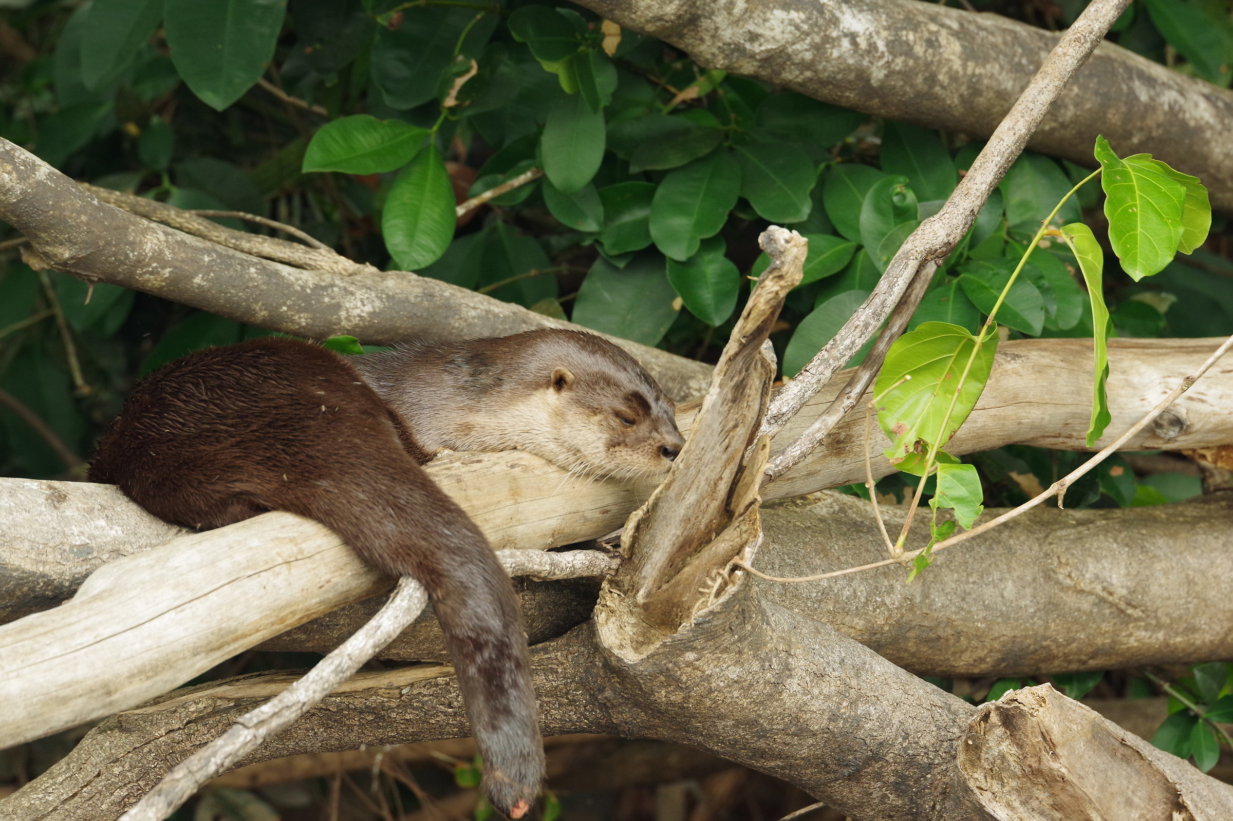 Sleeping Otter, Mato Grosso del Sul, Pantanal