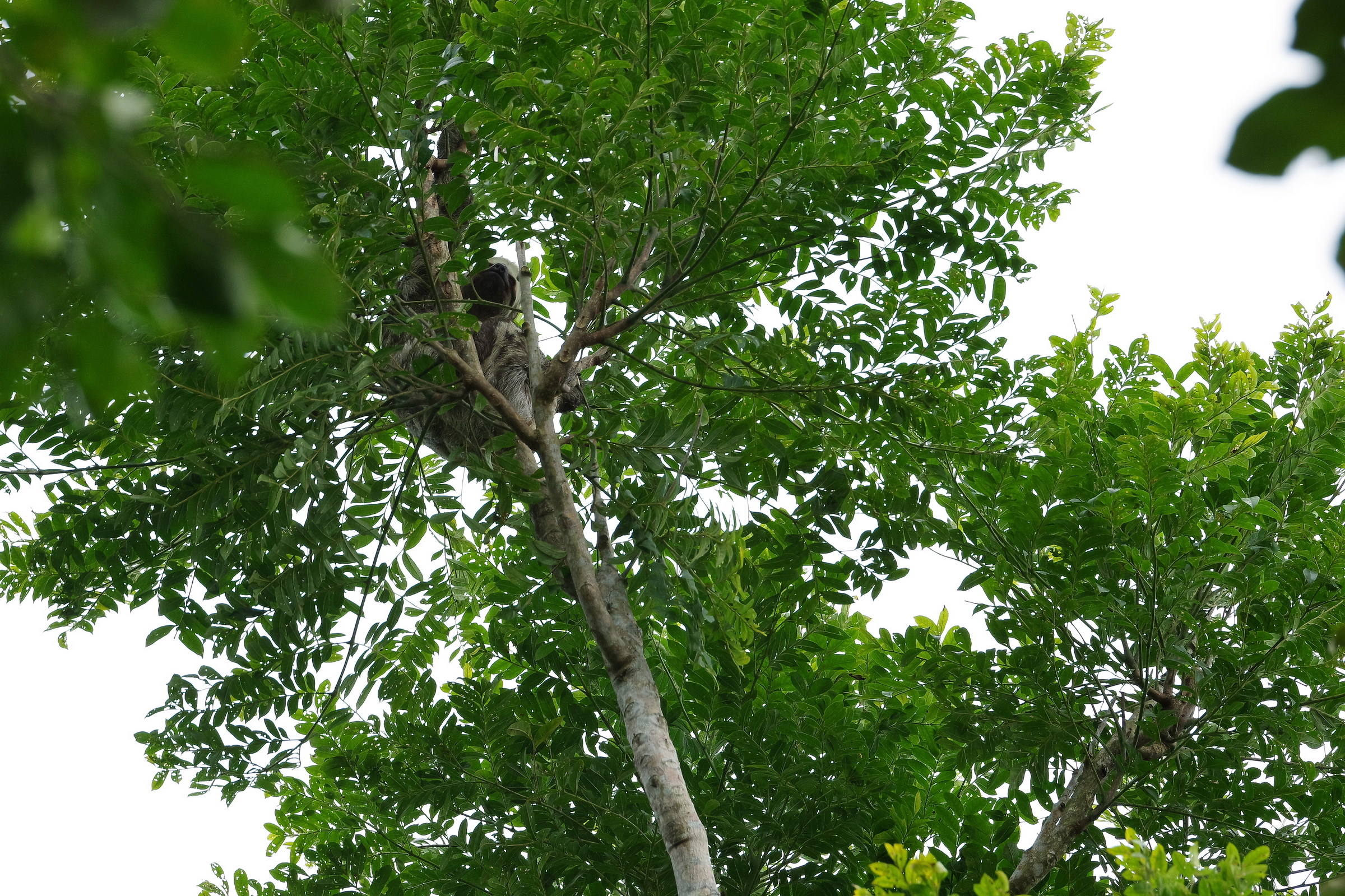 Bradipo tre Dita, Amazzonia