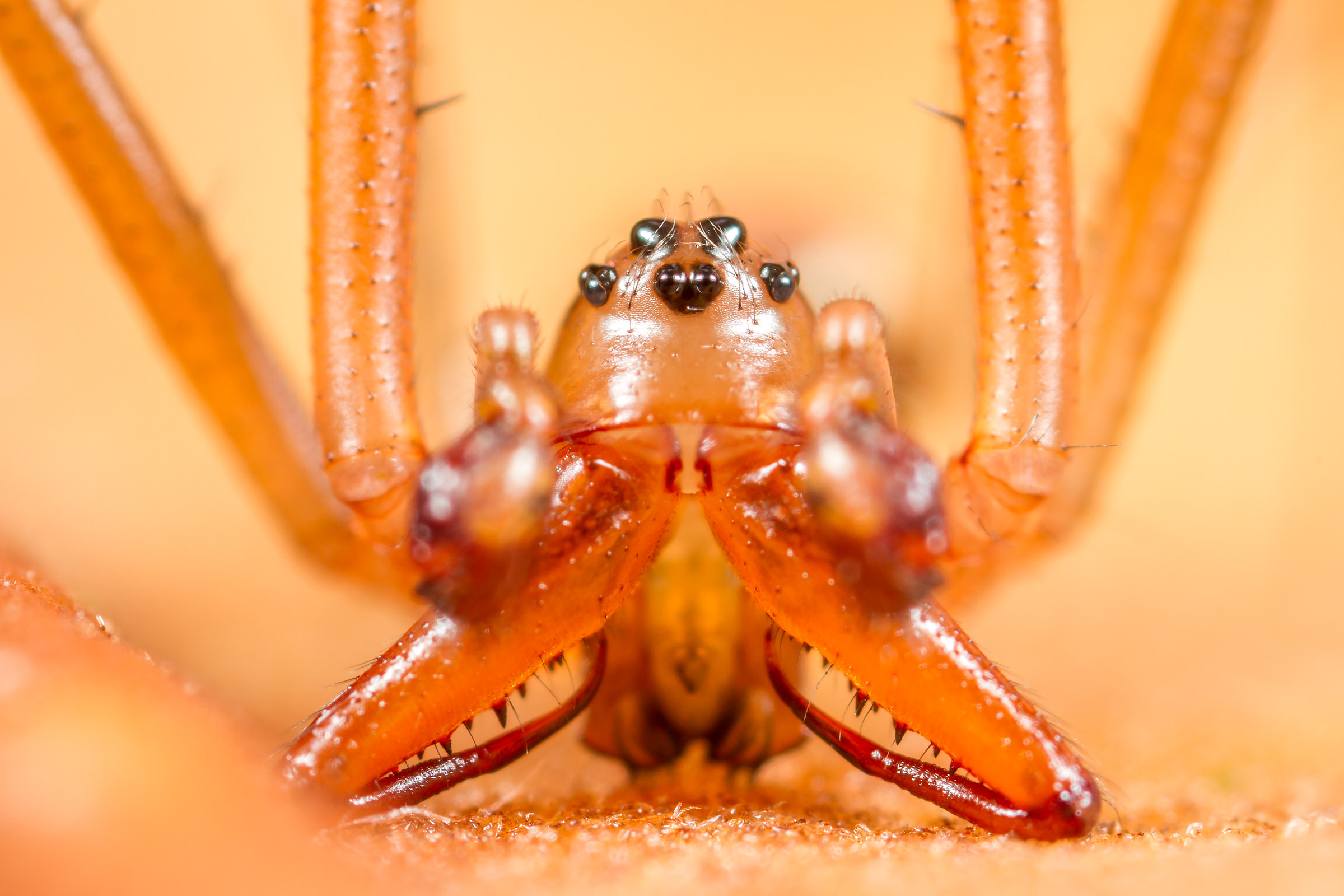 Linyphia triangularis male