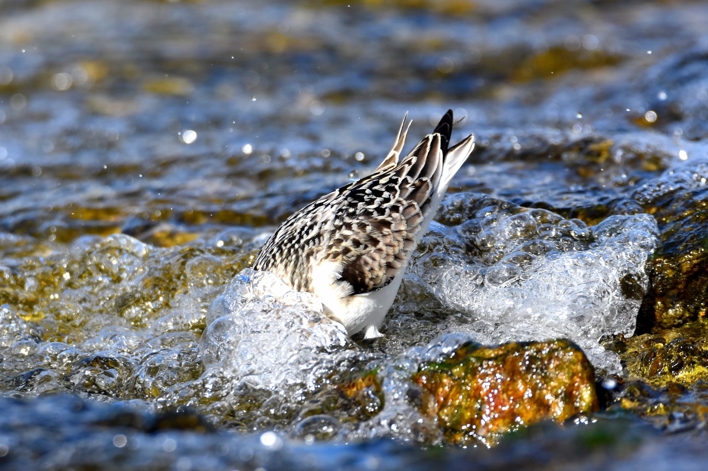 Three-toed sandpiper