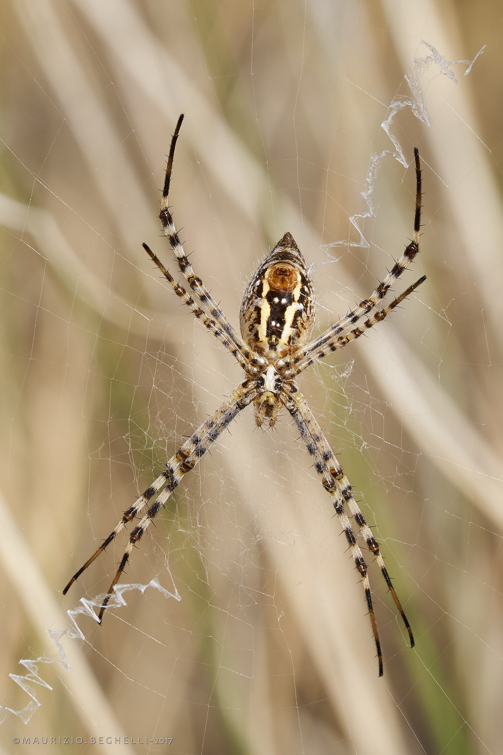 Argiope
