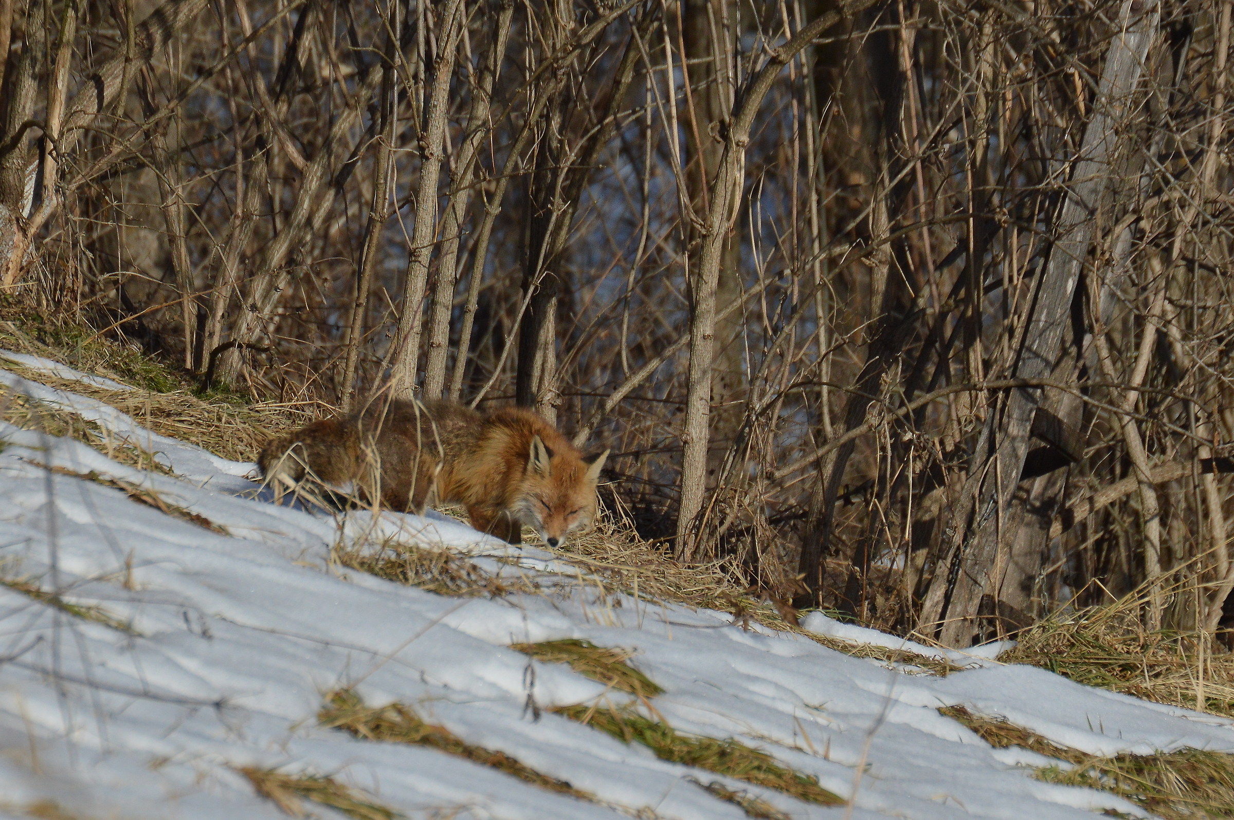 volpe con la rogna 3