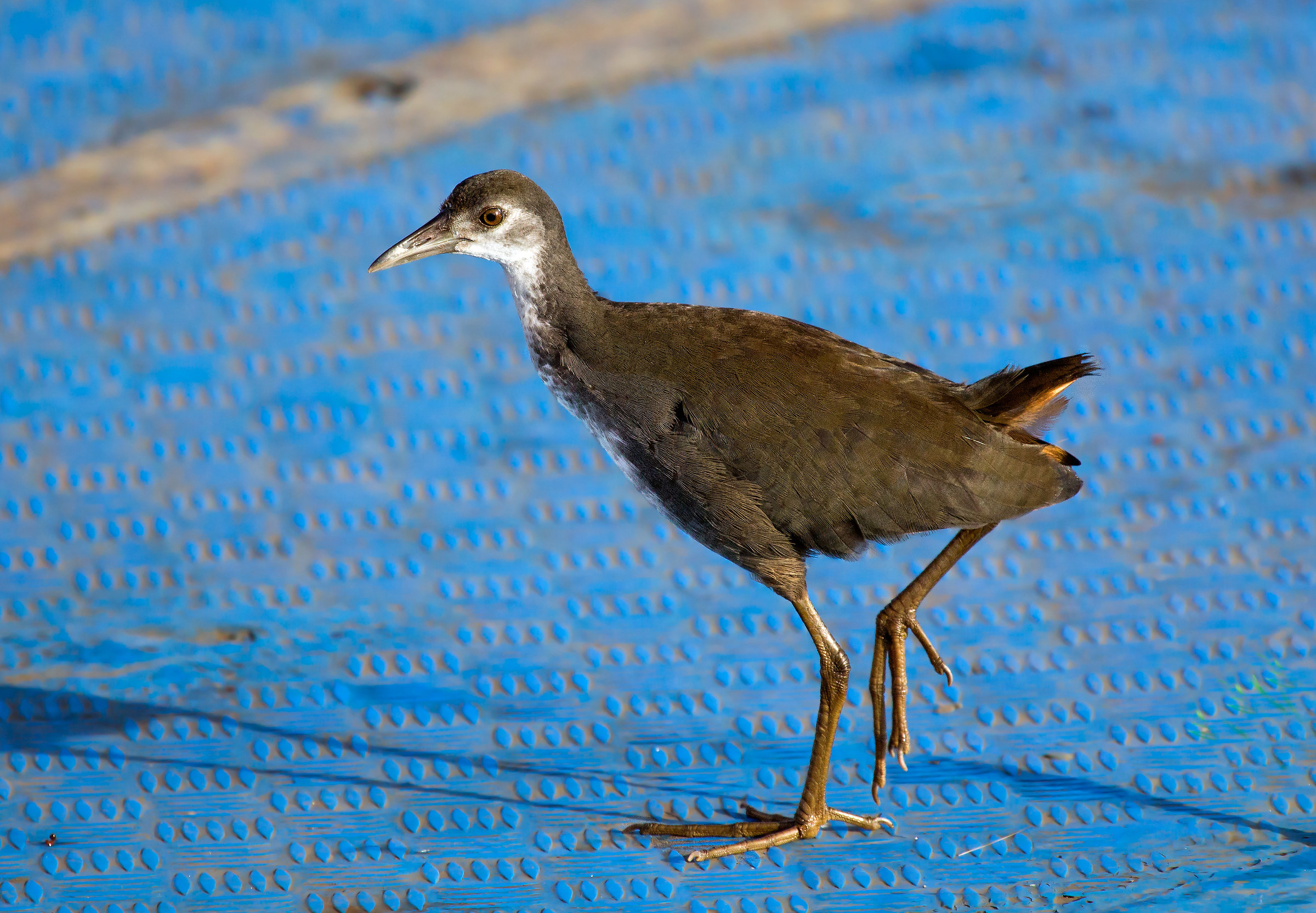 White Breasted Waterhen, giovanile.