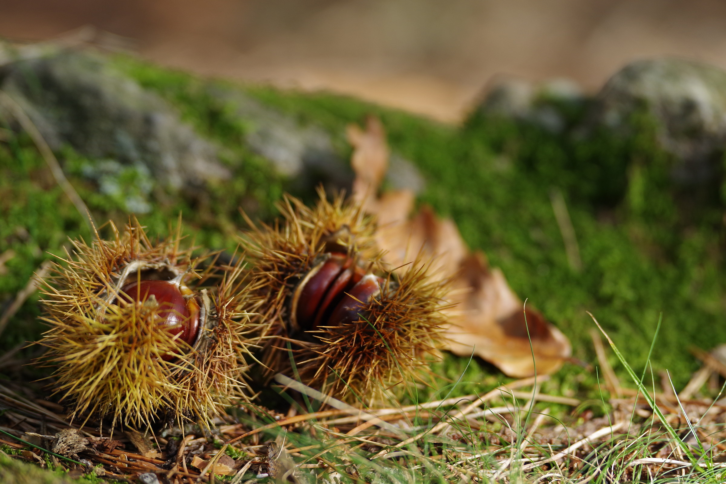 chestnuts