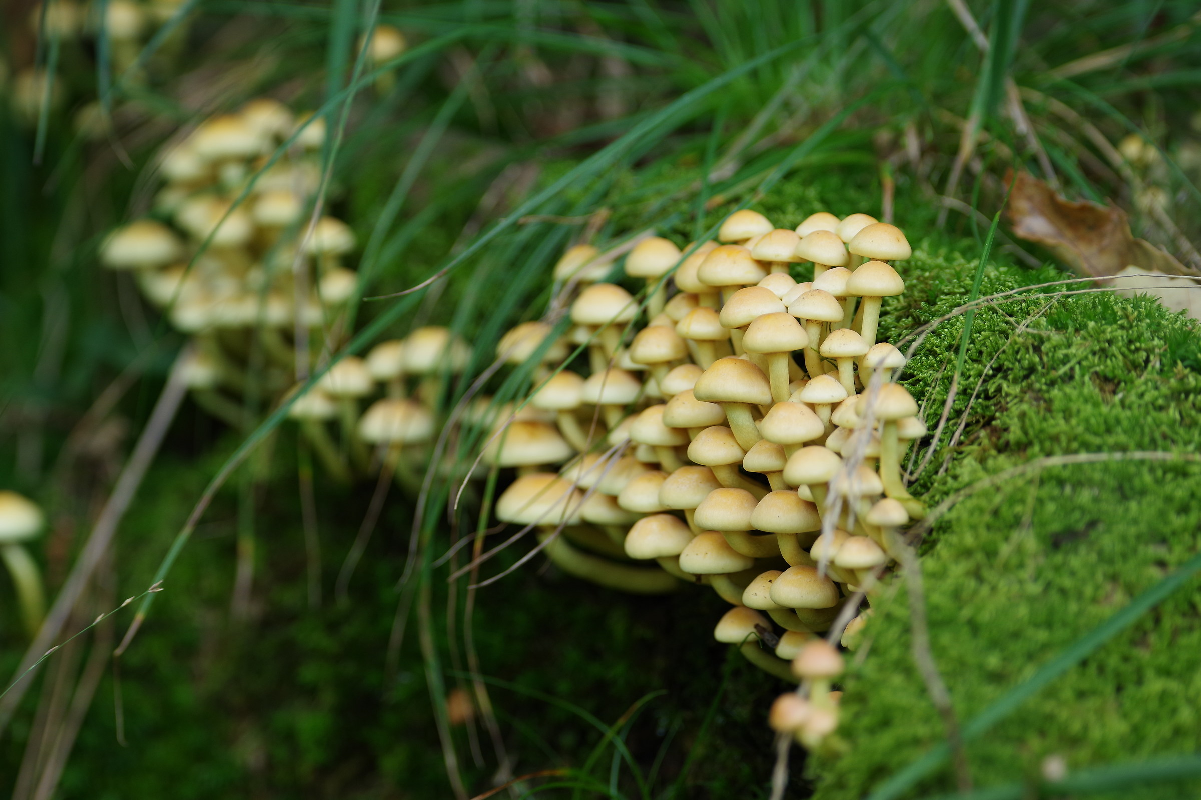 fascicular hypholoma (false nail)