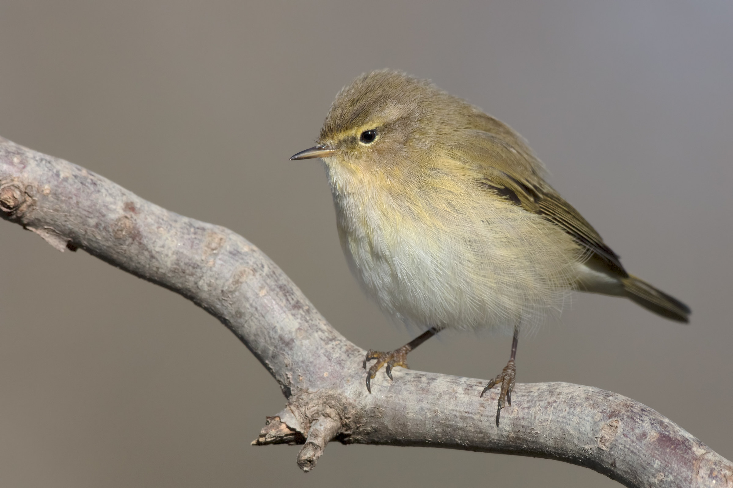 Luì piccolo (Phylloscopus collybita)