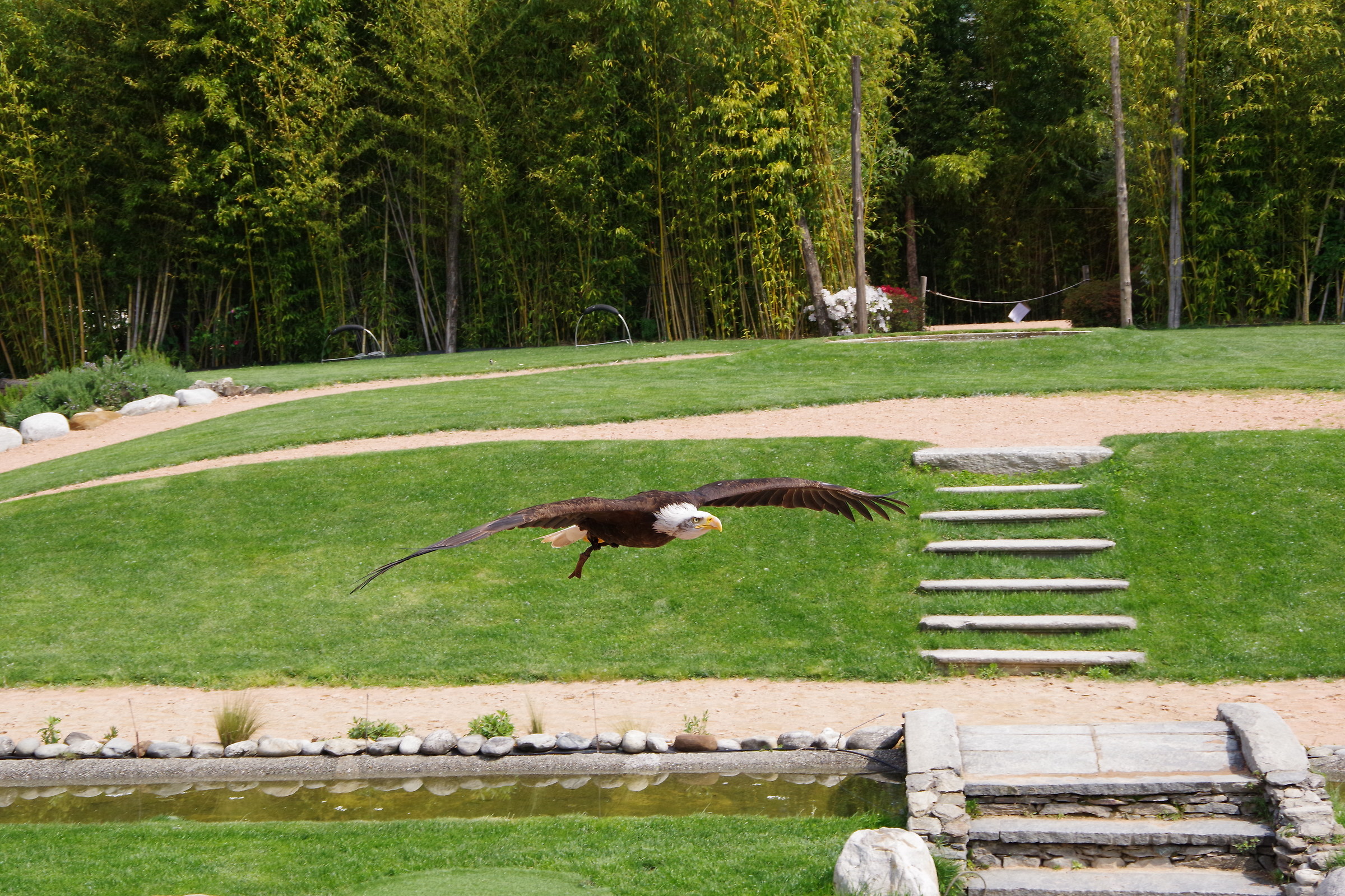 American Eagle in flight