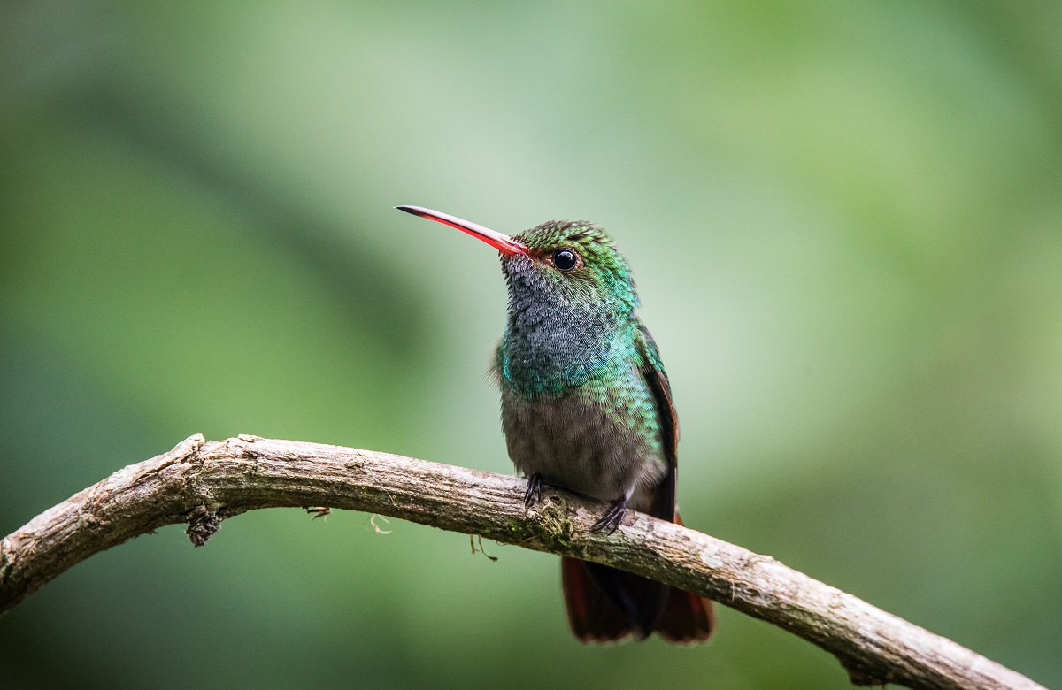 Hummingbird with ruffled tail.