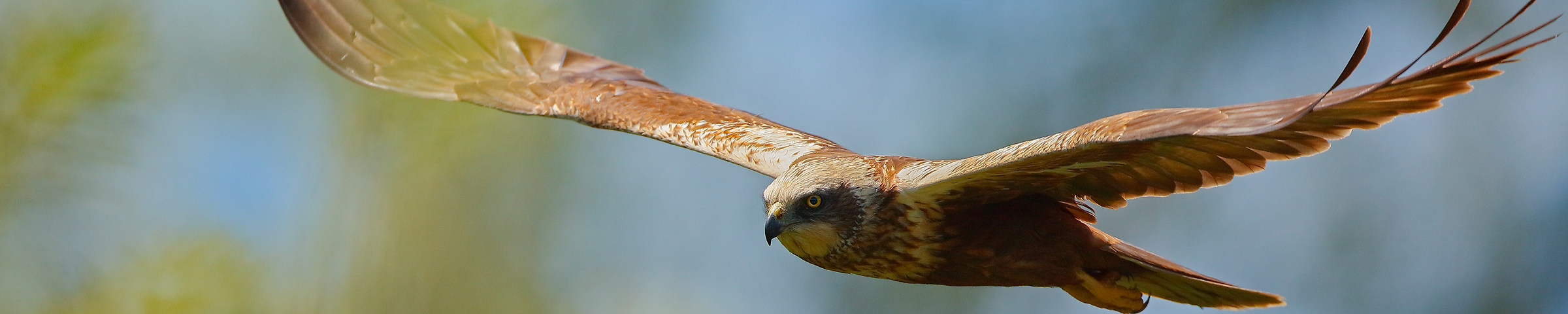 taglio per copertina juza