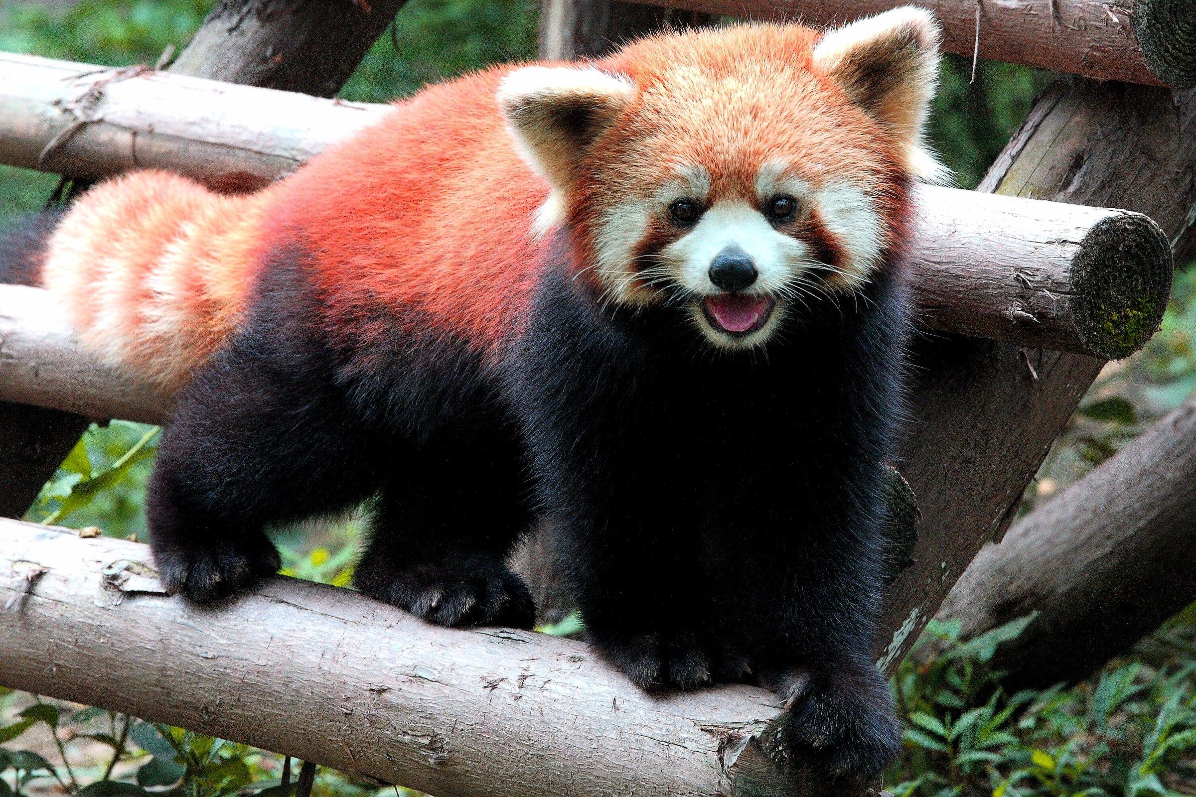 Red panda, China