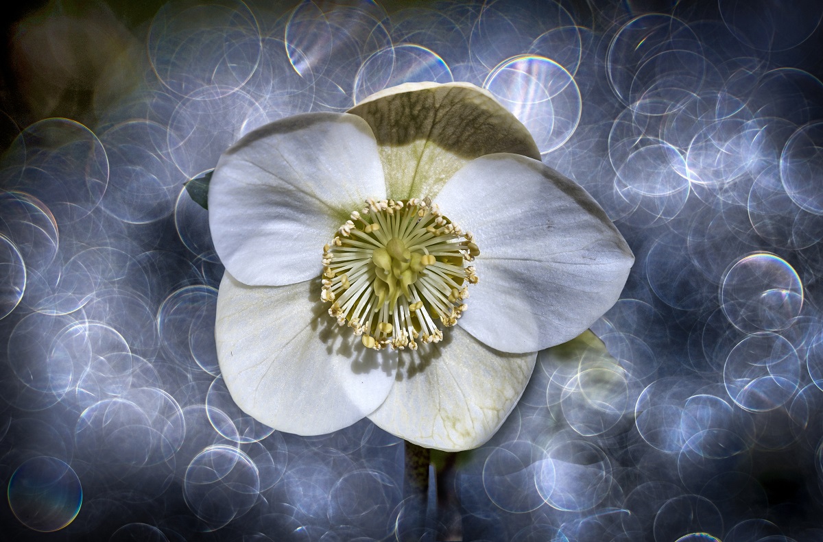 helleborus . la rosa di Natale