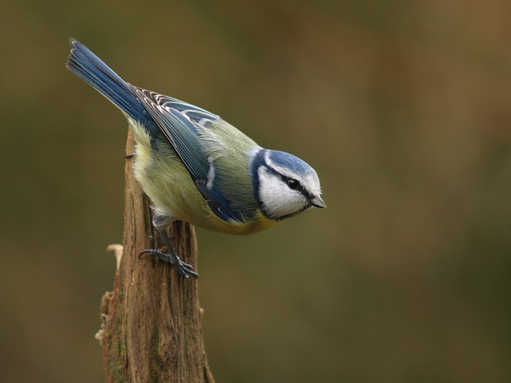 cinciarella (Cyanistes caeruleus)