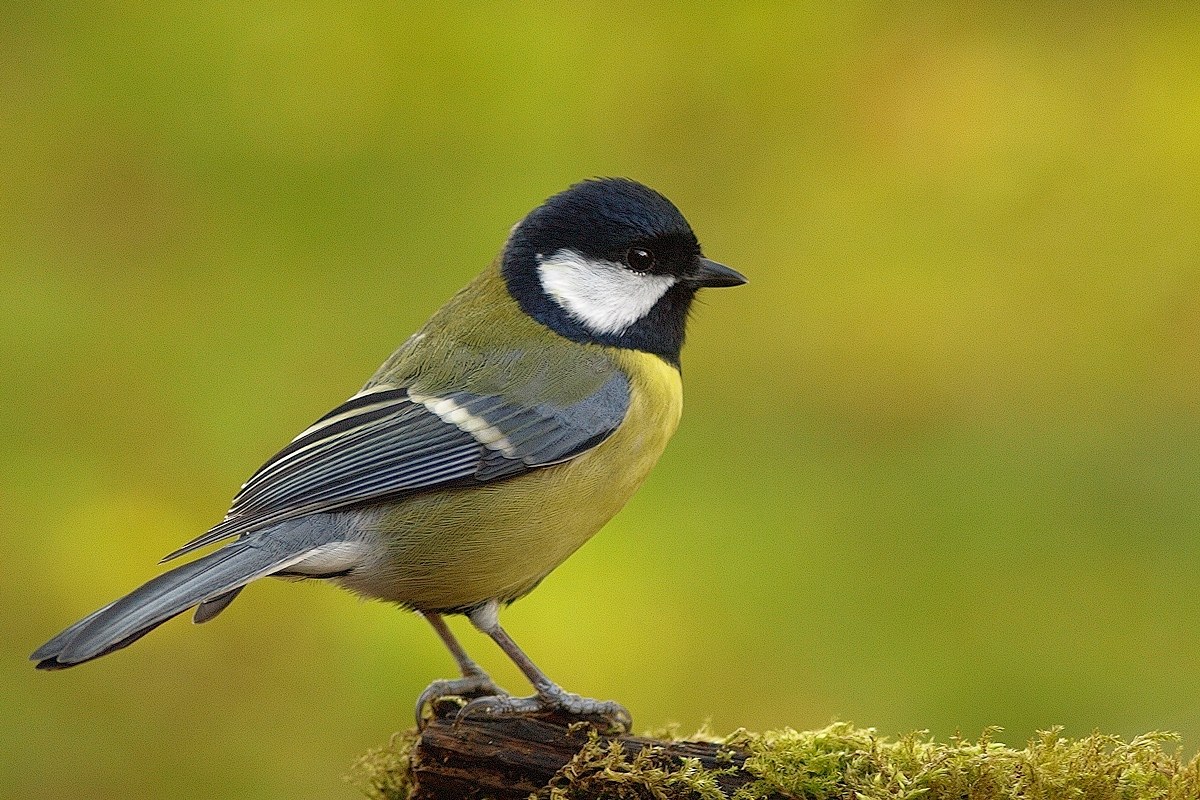 cinciallegra (parus major)