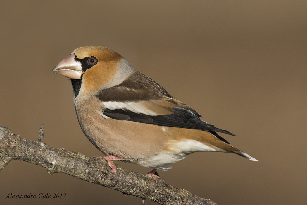 Coccothraustes coccothraustes (Hawfinch) 6737