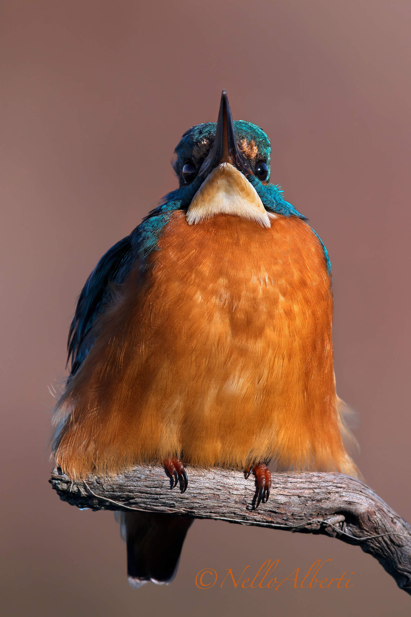 kingfisher in hd