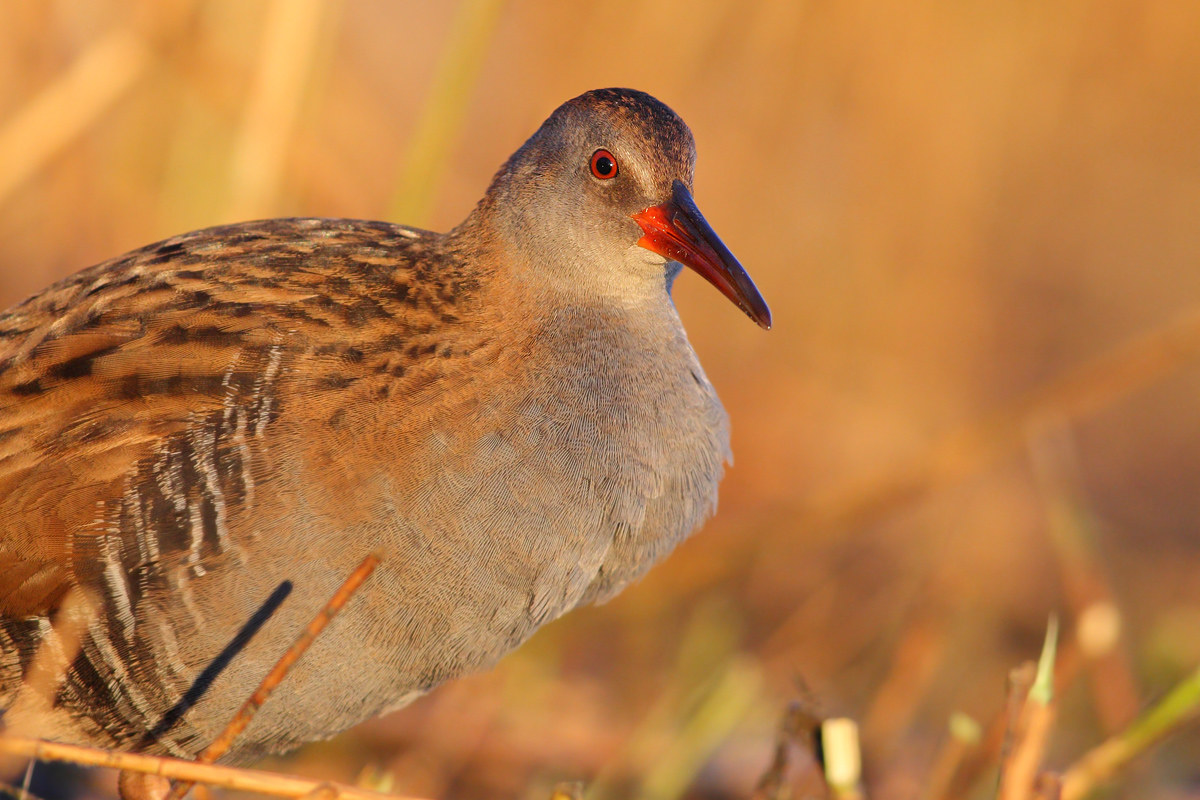 Water Rail