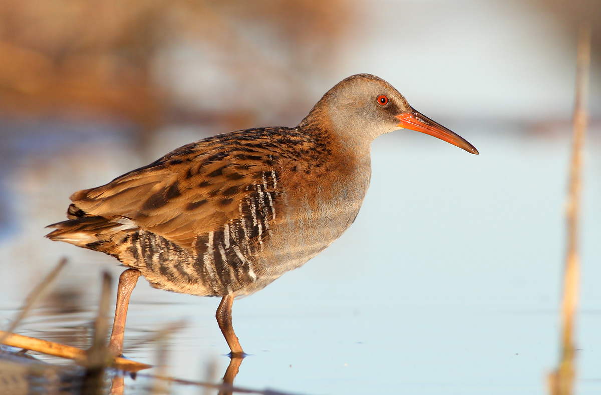 Water Rail