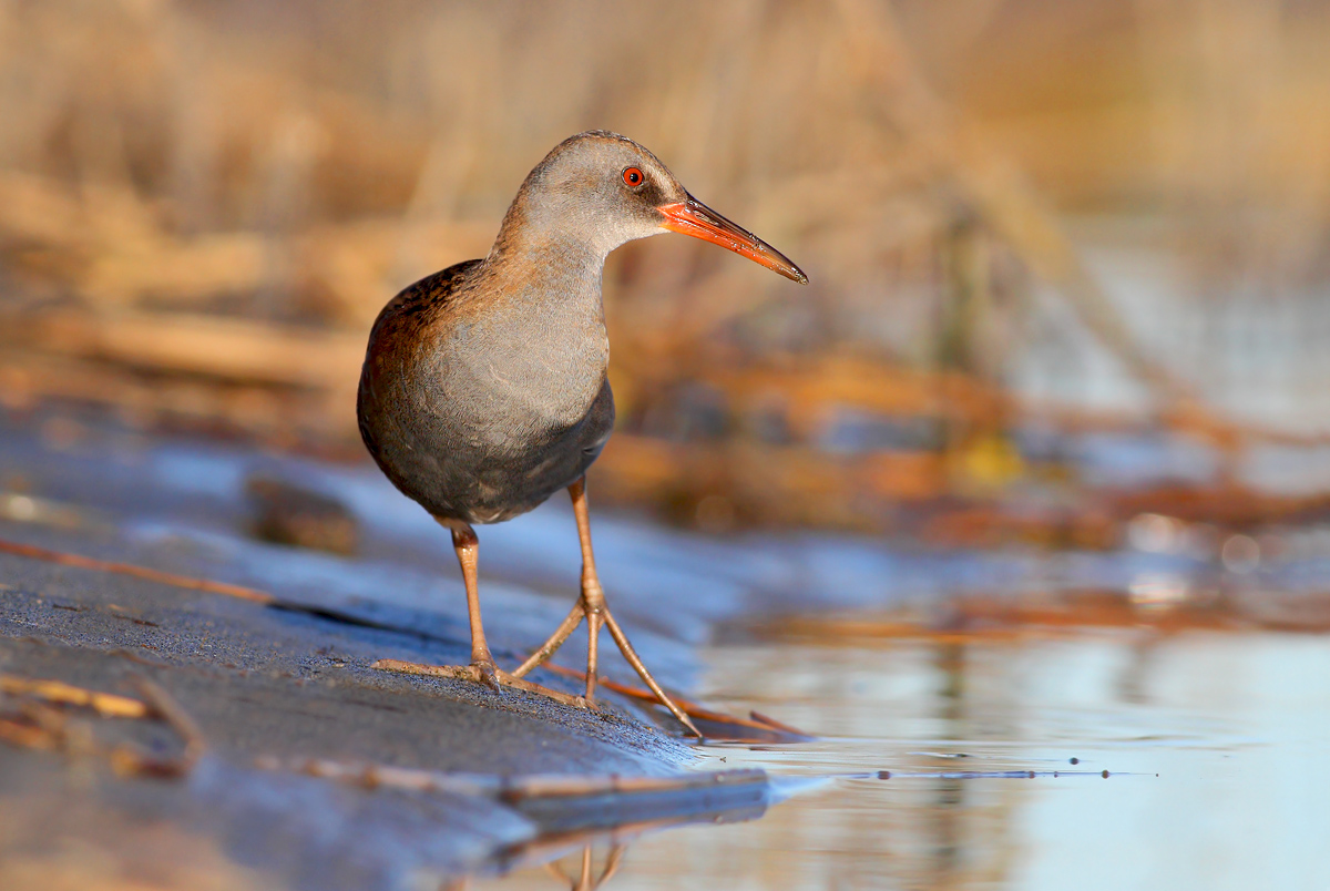 Water Rail