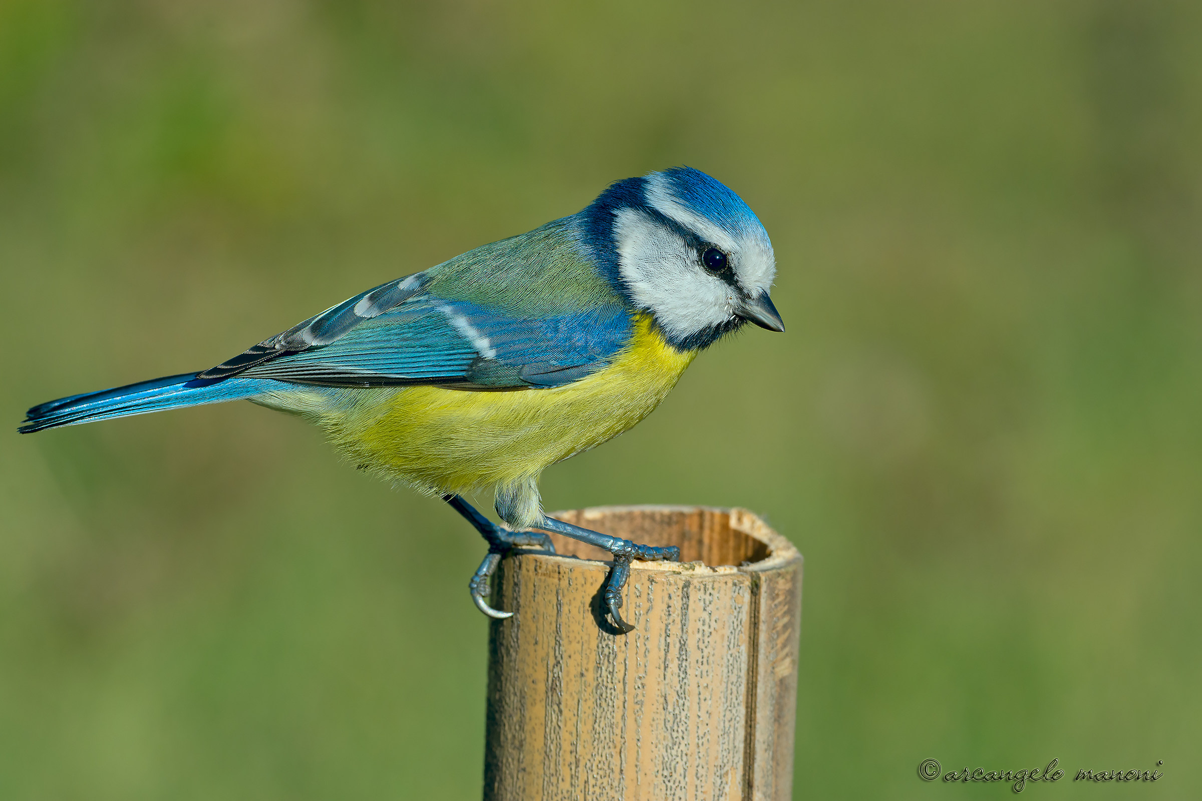 Blue tit on Christmas Eve