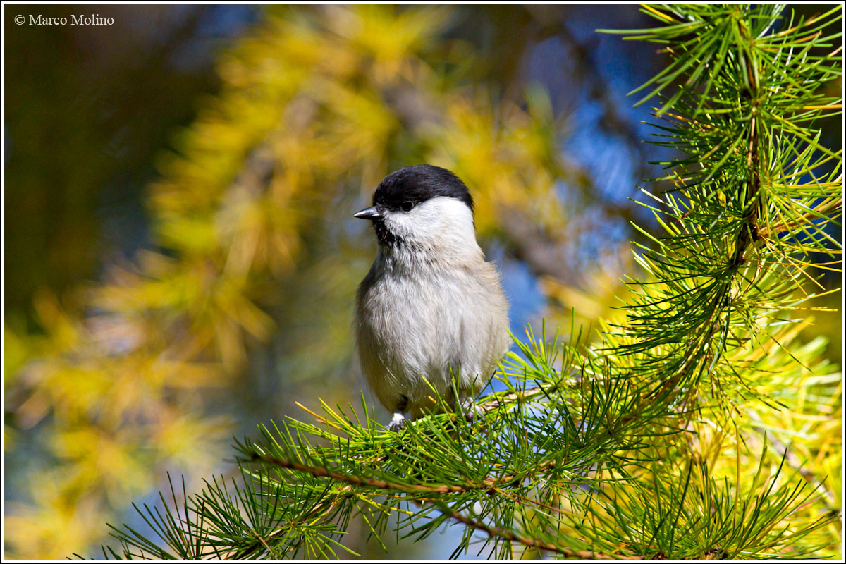 Parus montanus - Cincia bigia alpestre
