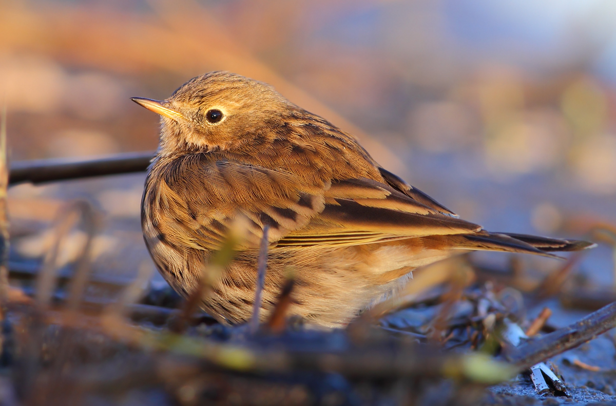 Pipit