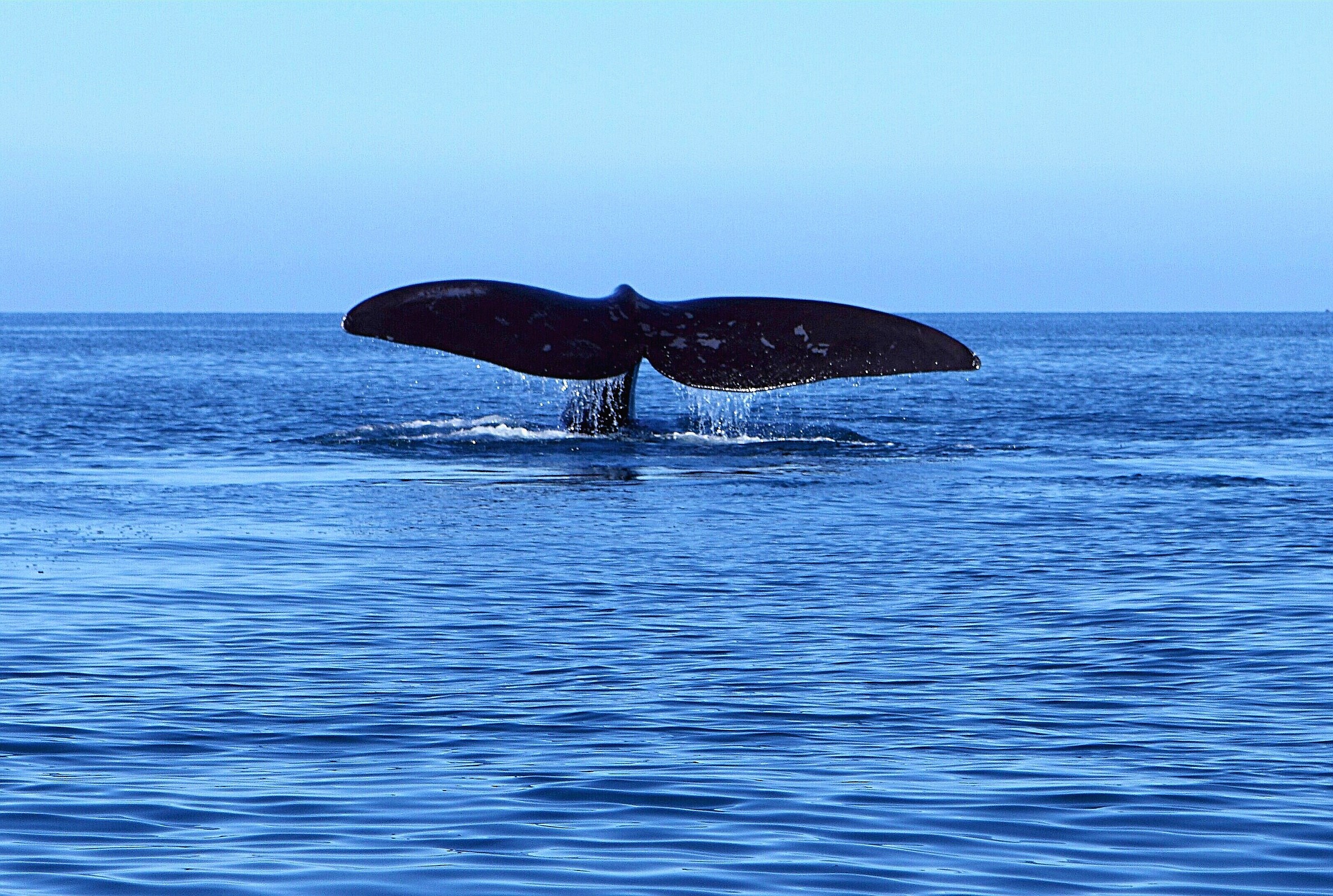 Balena Franca, Argentina
