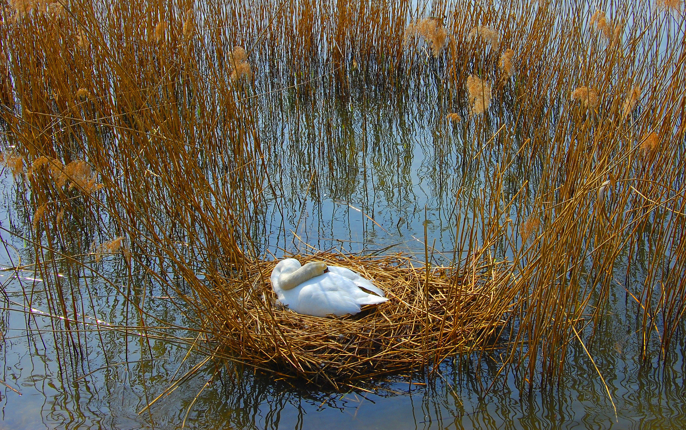 Nest rest