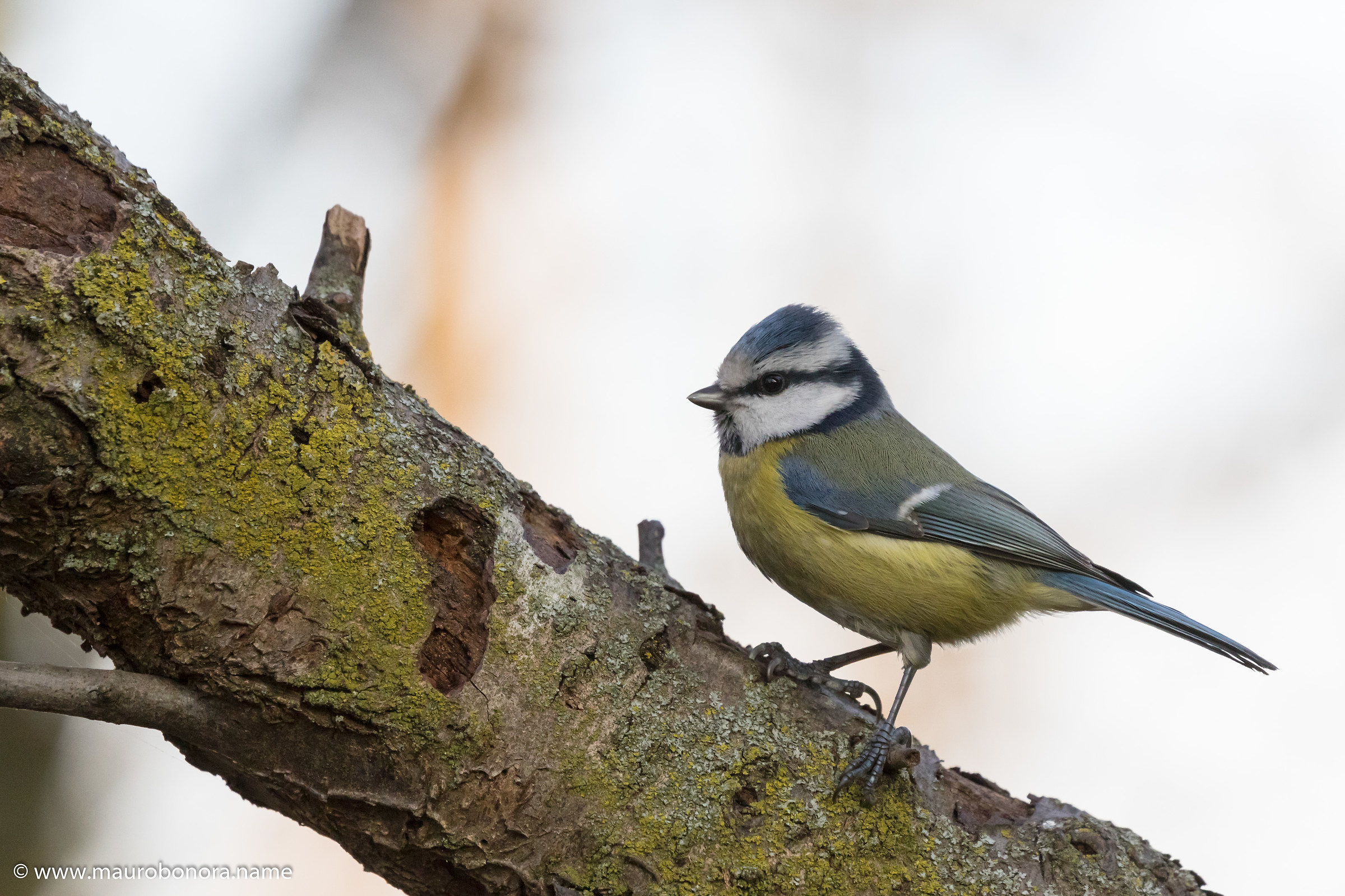 Cinciarella controluce