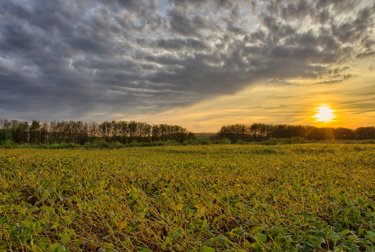 sunset in the fields