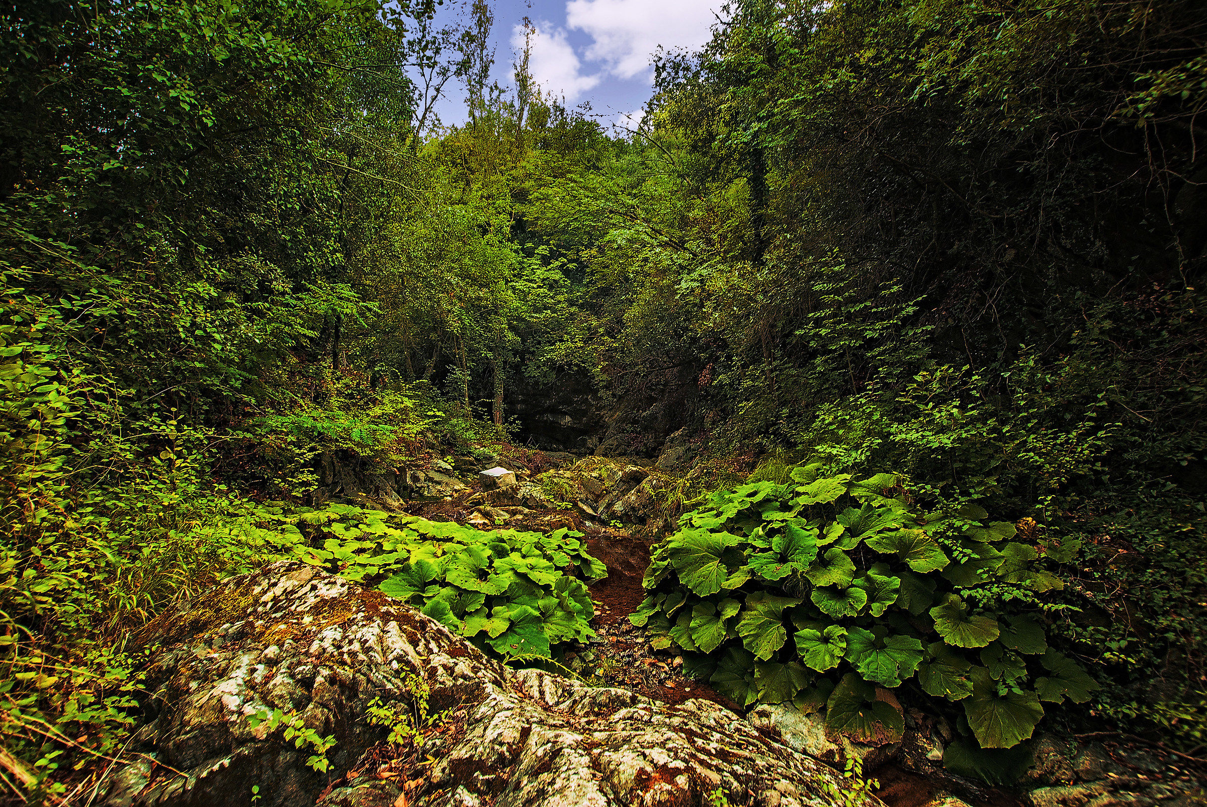 That Path In The Middle Of The Woods